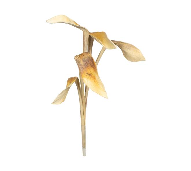 Branch shoe horn nature 67x20x8cm 5pc - Cream