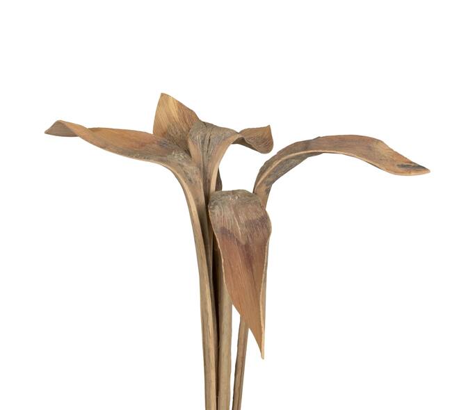 Branch shoe horn nature 74x20x10cm 5pc - Cream