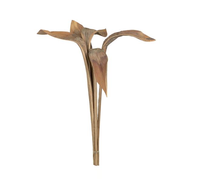 Branch shoe horn nature 74x20x10cm 5pc - Cream