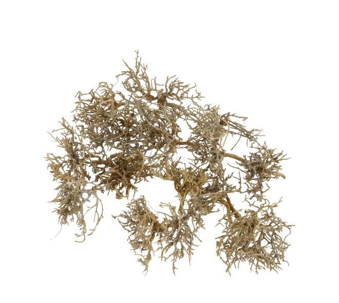 Tree dry small in tray nature 38x18x7.5cm 15pc - Natural