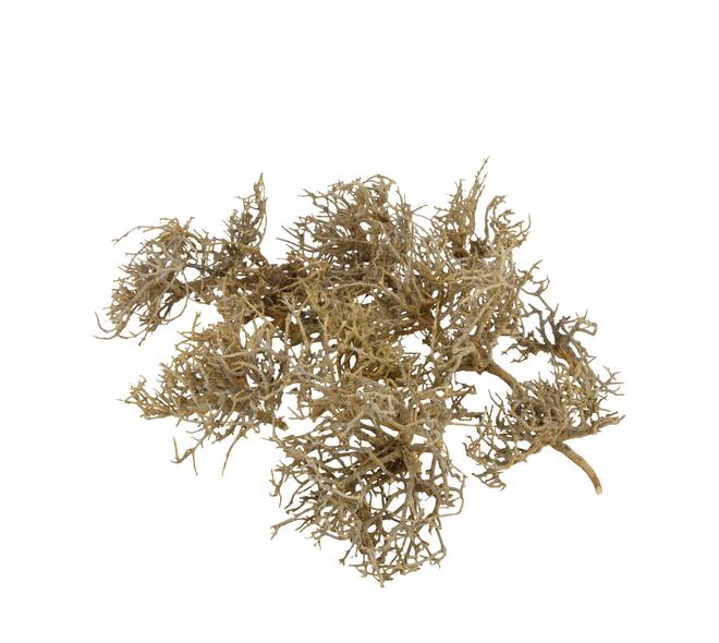 Tree dry small in tray nature 38x18x7.5cm 15pc - Natural