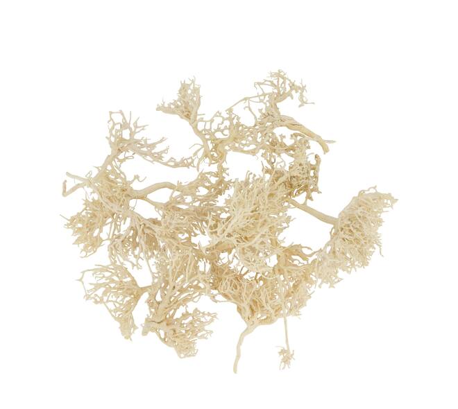 Tree dry small in tray nature 38x18x7.5cm 15pc