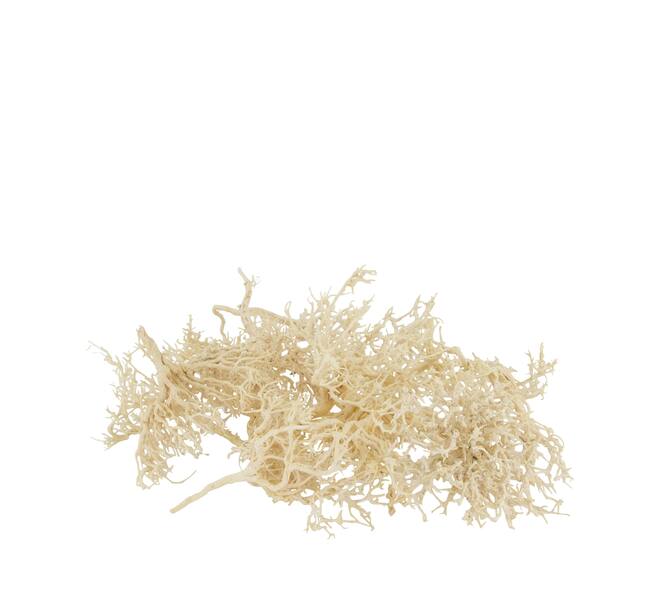 Tree dry small in tray nature 38x18x7.5cm 15pc