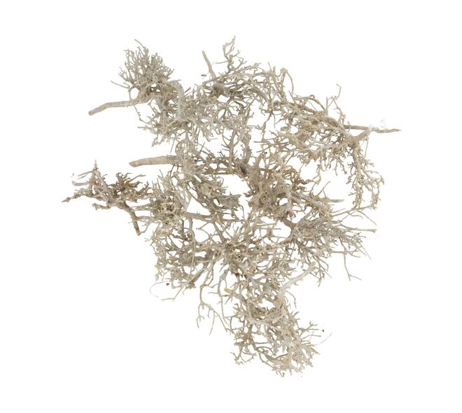Tree dry small in tray nature 38x18x7.5cm 15pc