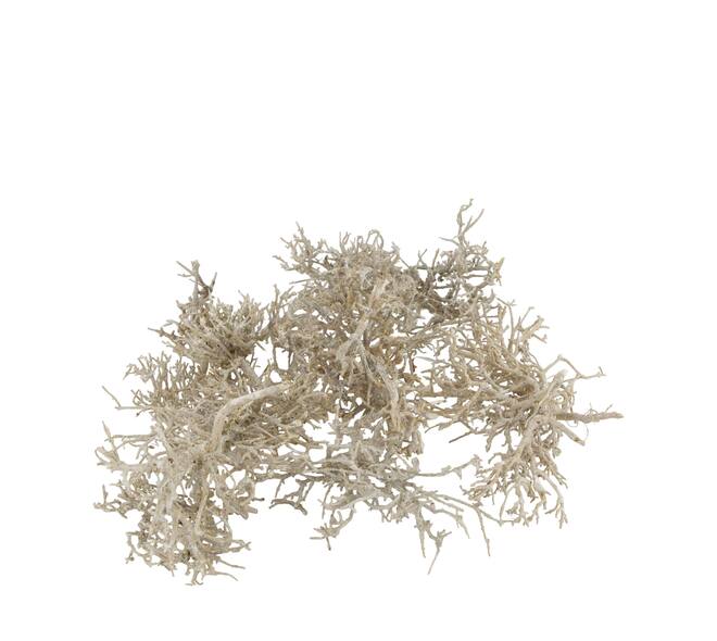 Tree dry small in tray nature 38x18x7.5cm 15pc