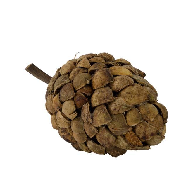 Stick betal pod dino cone nature 28x13x14cm - Natural