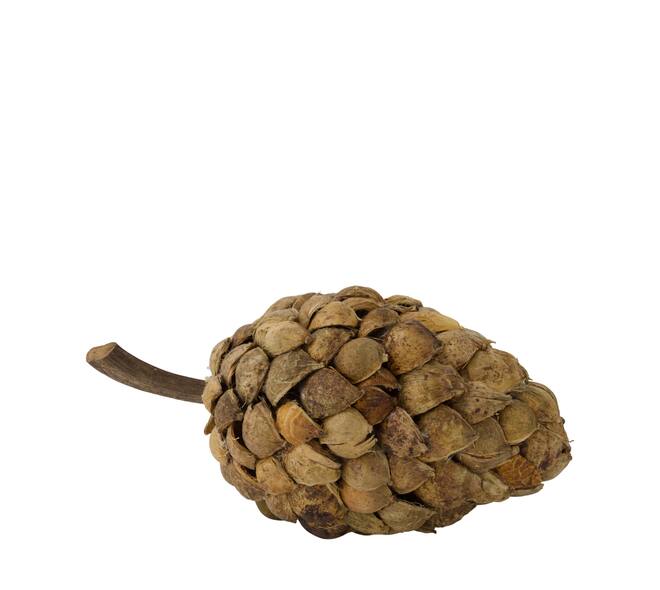 Stick betal pod dino cone nature 28x13x14cm - Natural