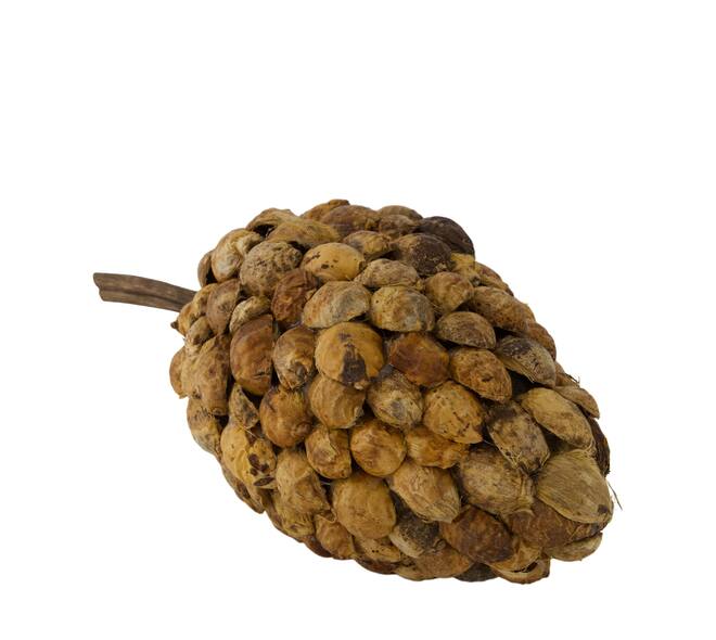 Stick betal pod dino cone nature 40x20x19cm - Natural