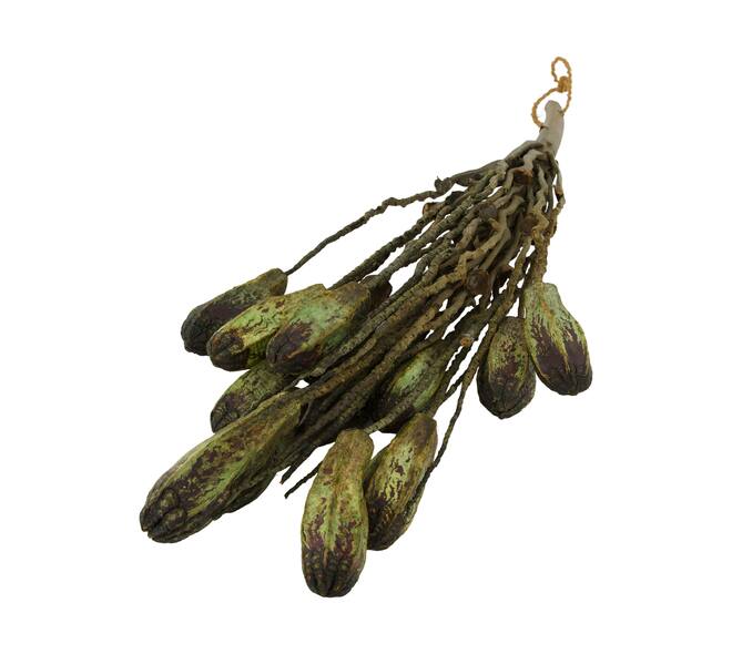 Branch with mahogany coco 65x20x10cm - Green