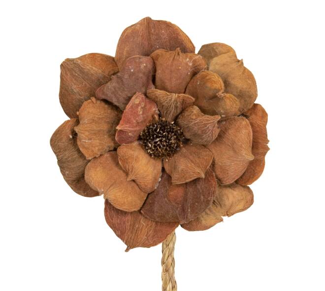 Flower landlotus nature 70x15x15cm - Natural