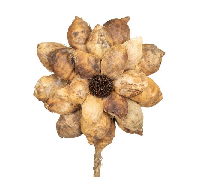 Flower beetal pod nature 70x15x15cm - Natural