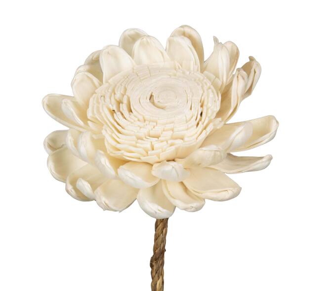 Flower sola new beauty rose kadam centre nature 65x12x12cm - Cream