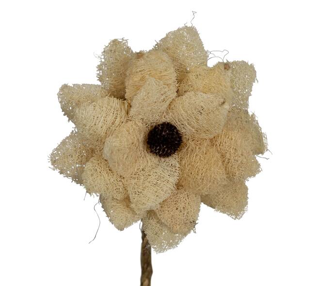 Flower luffa nature 75x15x15cm