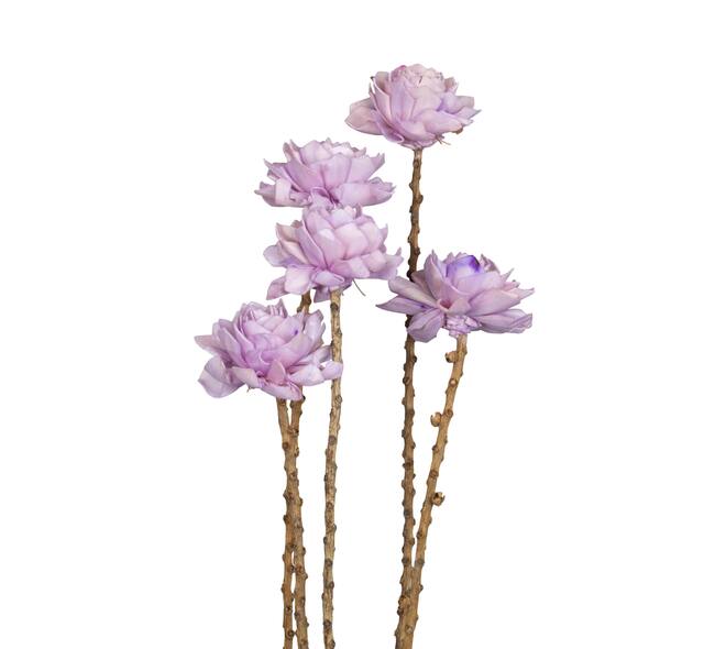 Flower sola dahlia coco 55x6x6cm 5pc - Purple