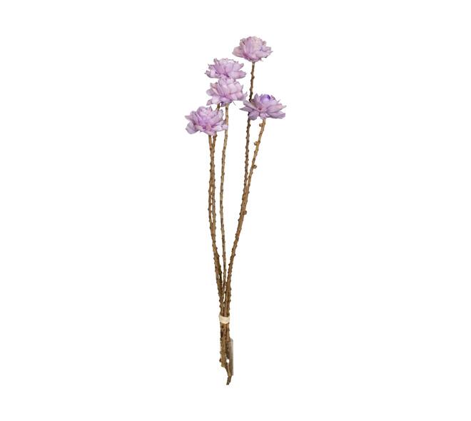 Flower sola dahlia coco 55x6x6cm 5pc - Purple