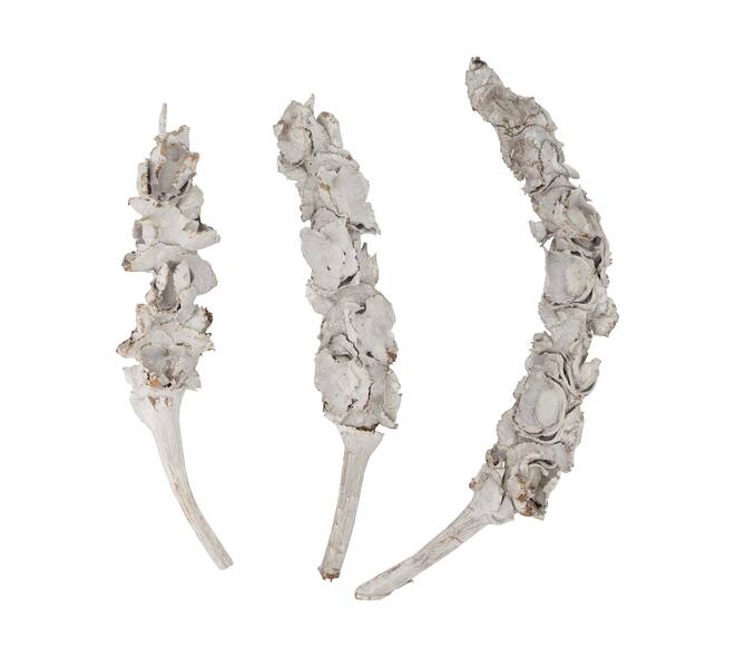 Stick palm female bundle with vizy rope nature 40x13x11cm 3pc
