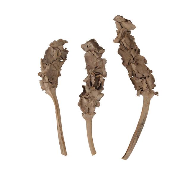 Stick palm female bundle with vizy rope nature 11x5x30cm - Cream