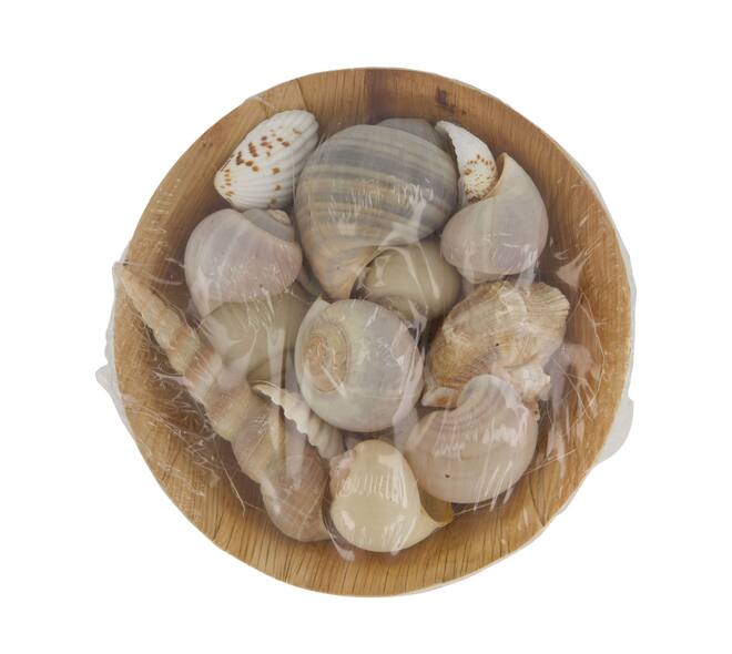 Shell in round bowl nature 13x13x5cm 90gr