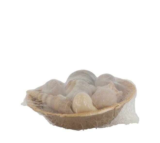 Shell in round bowl nature 13x13x5cm 90gr