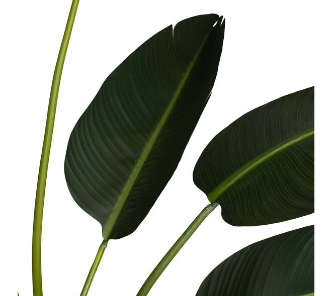 Plant strelitzia artificial 120x100x235cm KD - Green