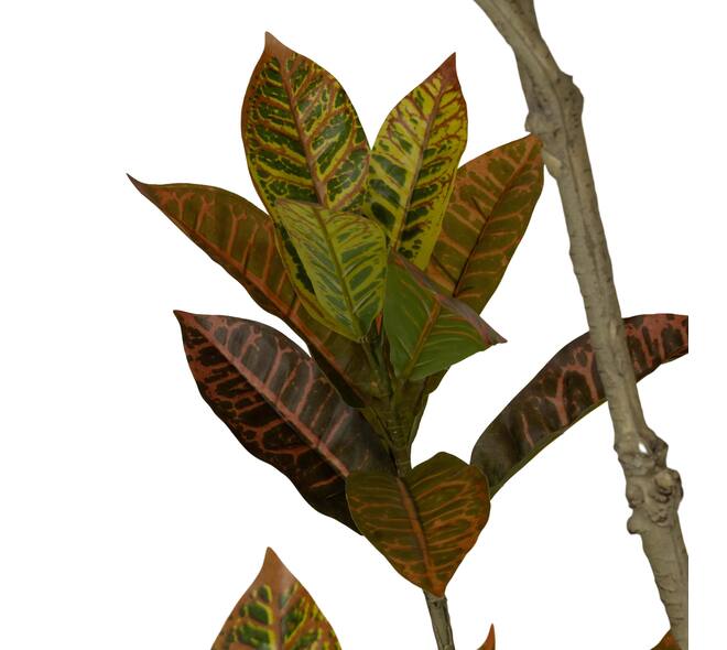 Plant croton artificial 70x80x185cm - Green