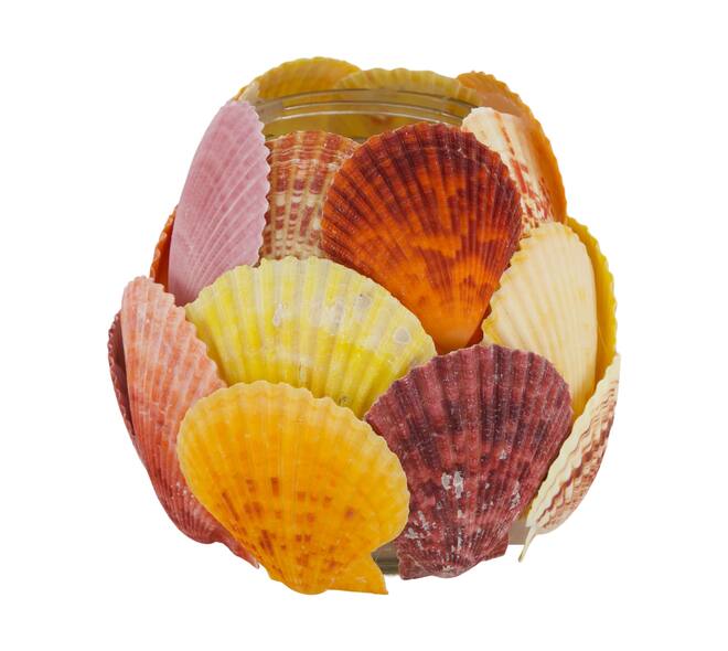 Tealight holder glass with shells 13x13x12.5cm