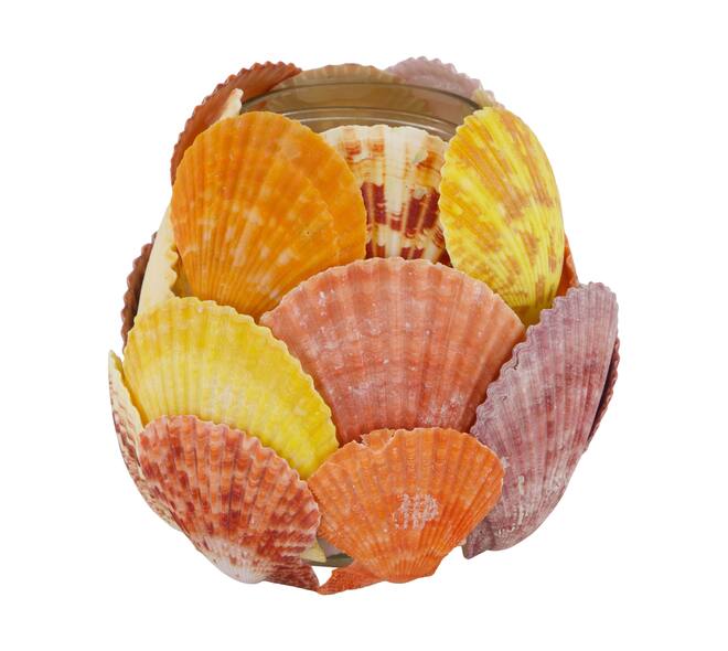 Tealight holder glass with shells 13x13x12.5cm