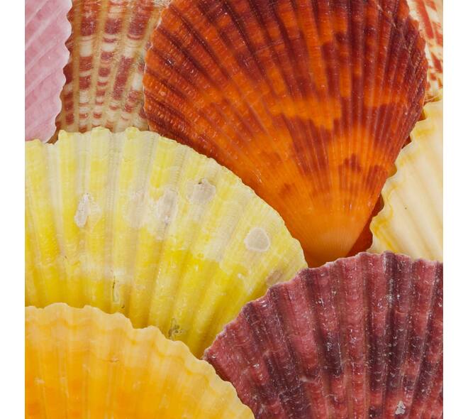 Tealight holder glass with shells 13x13x12.5cm
