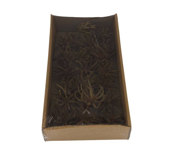 Spidergum claws on wire stem 20pc in tray 36x20x5cm - Natural
