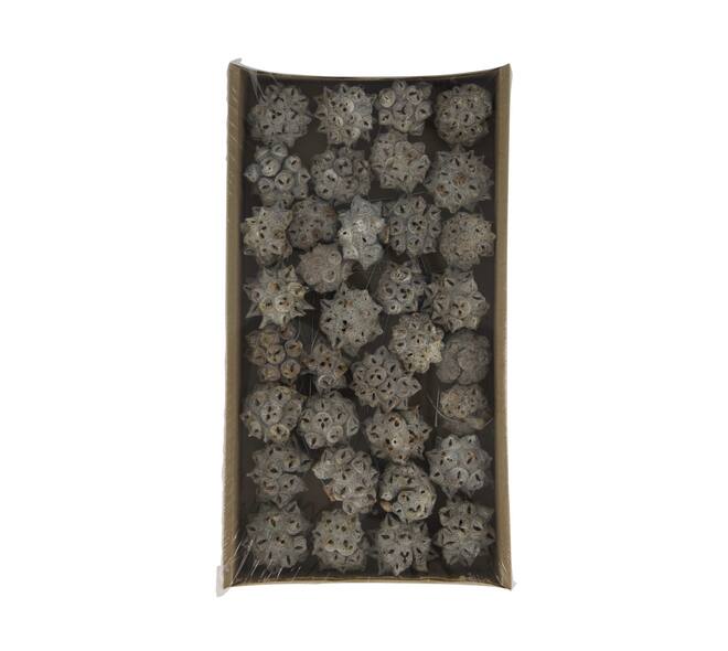 Spidergum knobs on wire stem 35pc in tray 36x20x5cm - White