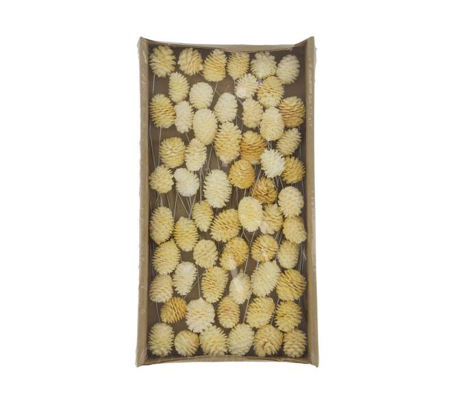 Muirrii on wire stem 60pc in tray 36x20x5cm