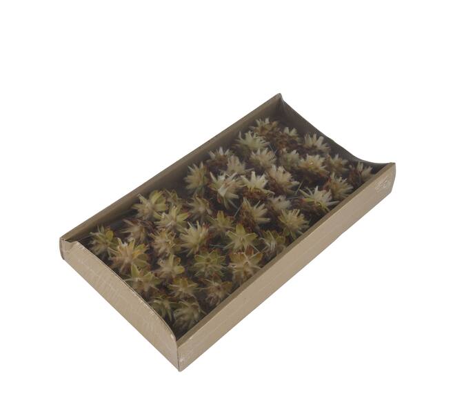 Plumosum on wire stem 40pc in tray 36x20x5cm