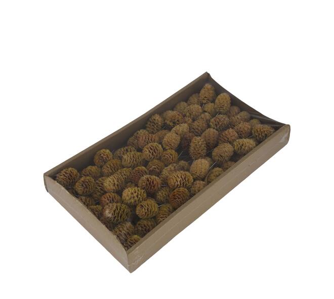 Sabulosum on wire stem 80pc in tray 36x20x5cm - Natural