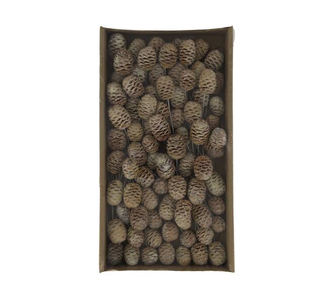Sabulosum on wire stem 80pc in tray 36x20x5cm - White