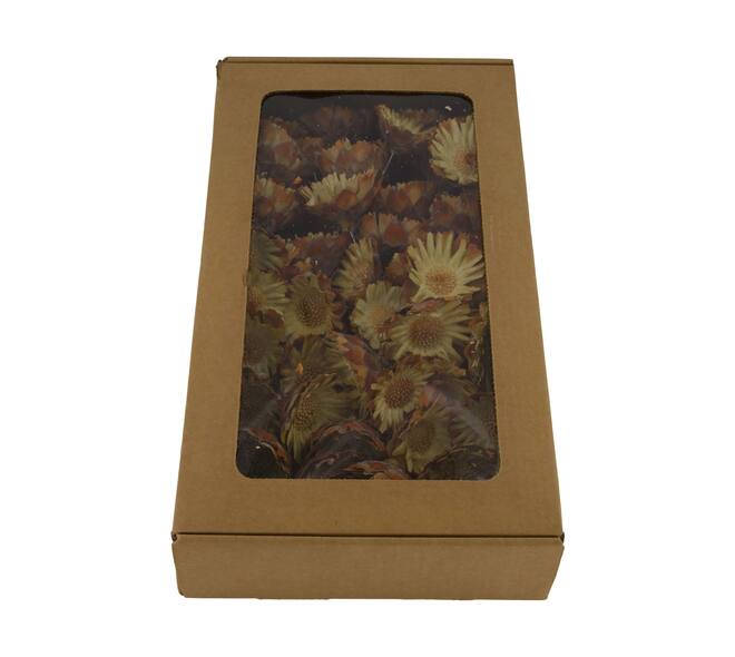 Protea compacta flats on wire stem 50pc in tray 36x20x7cm