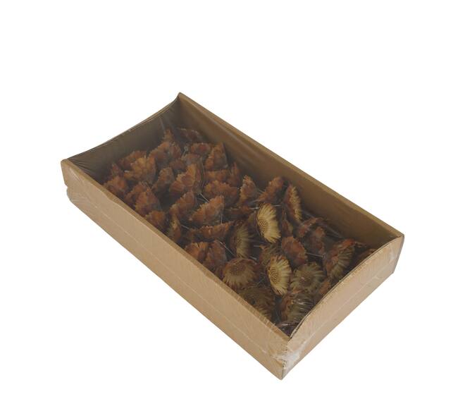 Protea compacta flats on wire stem 50pc in tray 36x20x7cm