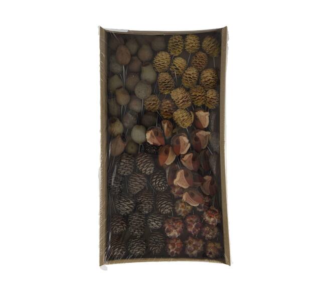 Leucodendron assortment on wire stem 80pc in tray 36x20x7cm - Natural