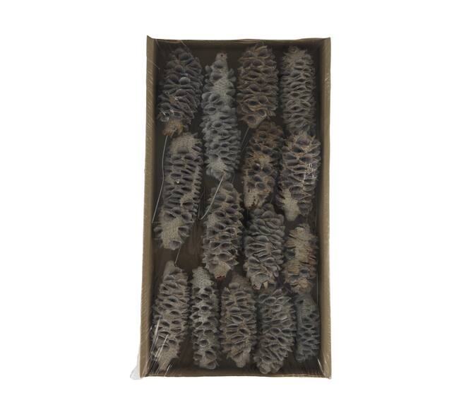 Mealy pod on wire stem 15pc in tray 36x20x5cm - White