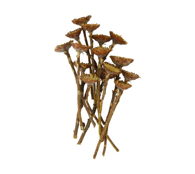 Protea compacta flats 15pc 37x20x10cm - Natural