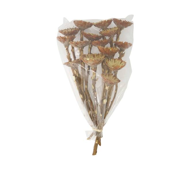 Protea compacta flats 15pc 37x20x10cm - Natural