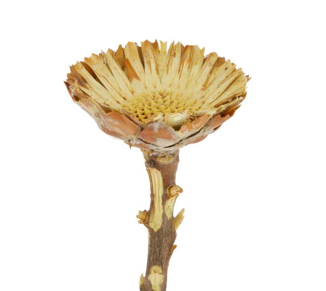 Protea compacta flats 15pc 37x20x10cm - Natural