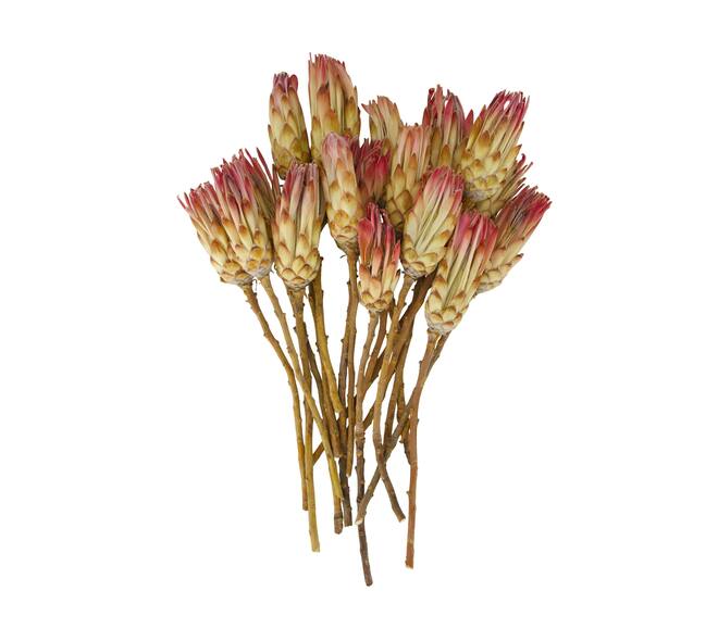 Protea compacta 15pc 37x20x7cm - Pink