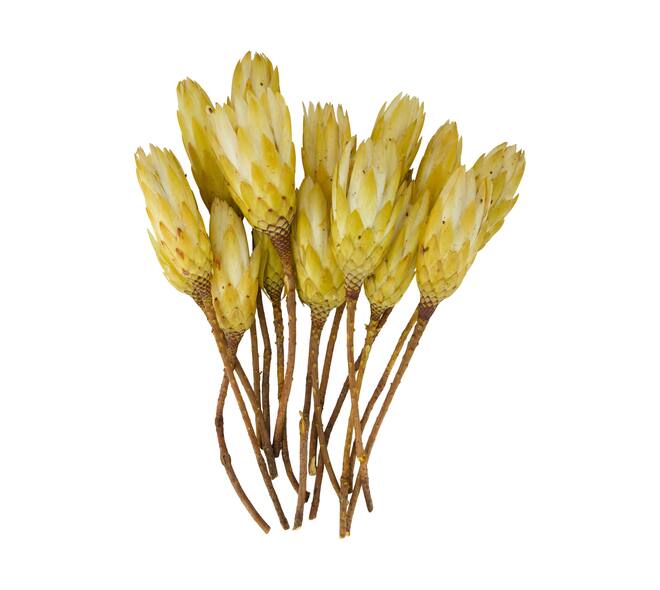 Protea gold cup 15pc 37x20x10cm - Cream