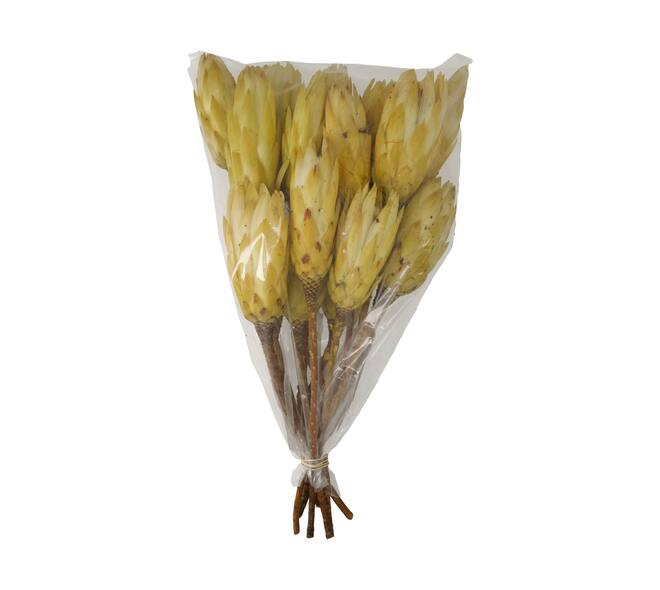 Protea gold cup 15pc 37x20x10cm - Cream