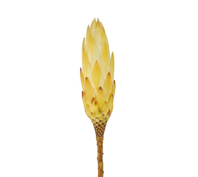Protea gold cup 15pc 37x20x10cm - Cream