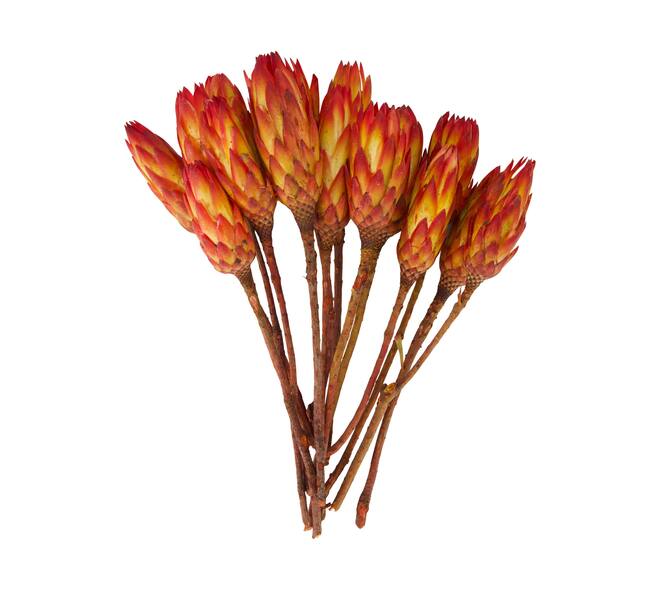 Protea gold cup 15pc 37x20x10cm
