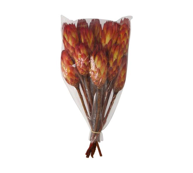 Protea gold cup 15pc 37x20x10cm