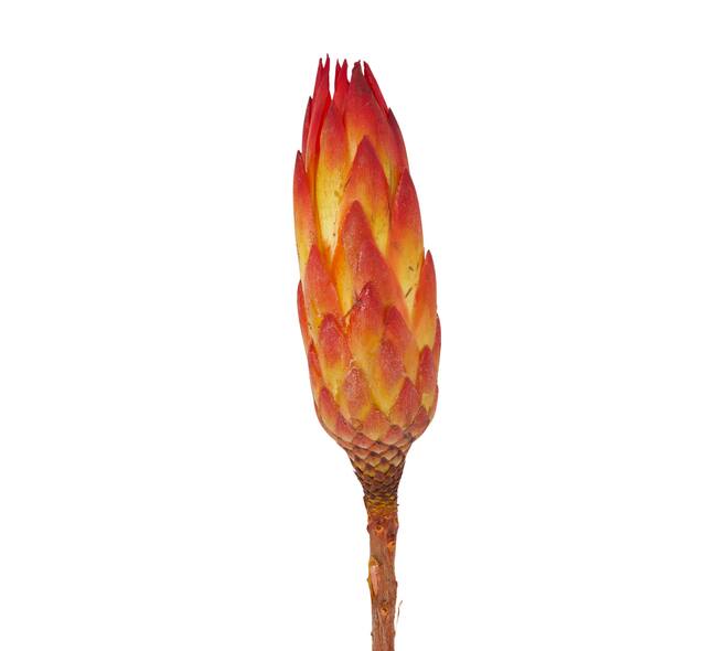 Protea gold cup 15pc 37x20x10cm
