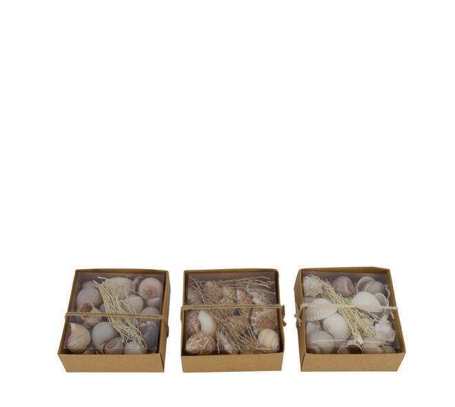 Shell mix nature 12x12x5.5cm A/3
