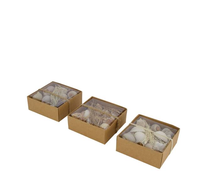Shell mix nature 12x12x5.5cm A/3